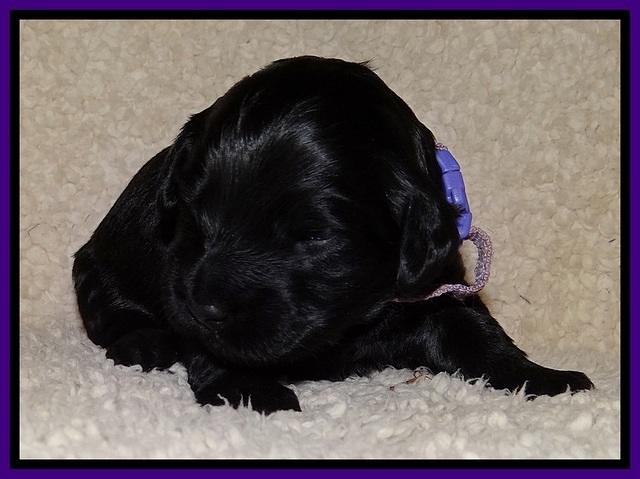 BR  pups 2 wks old 251