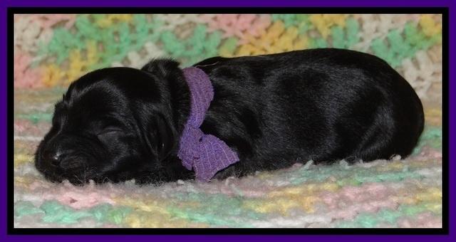 BR pups 1 day old 171