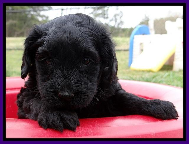 BR pups 5 wks old 100