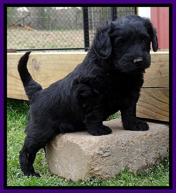 BR pups 5 wks old 150
