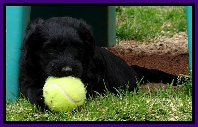 BR pups 5 wks old 160