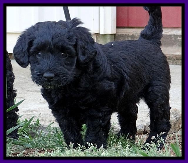 BR pups 6 wks old 100
