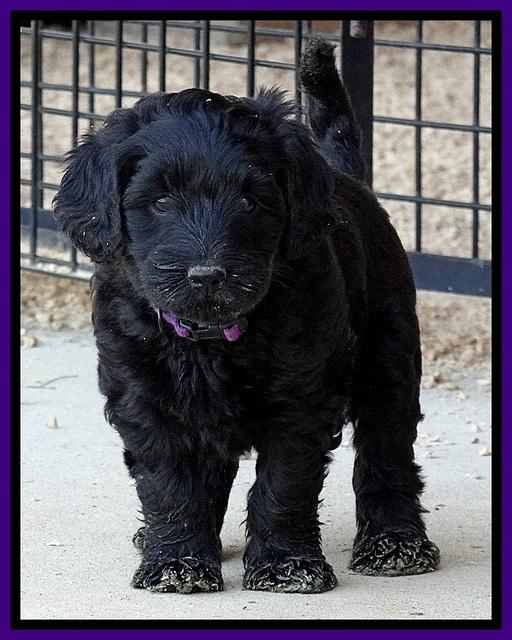 BR pups 6 wks old 170 (2)