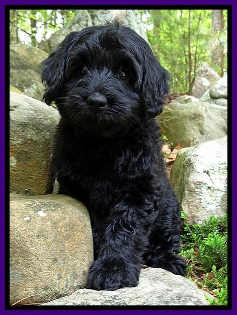 BS  pups 8 wks old 142