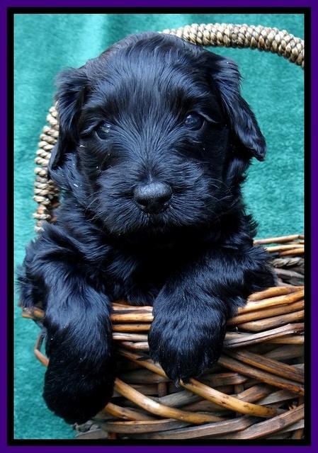 BS 4 pups weeks old 350