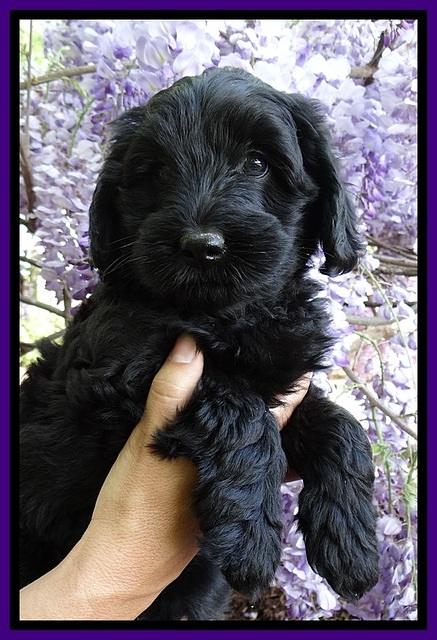 BS pups 7 wks old 291