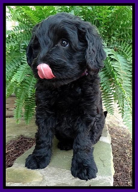 BS pups 7 wks old 301