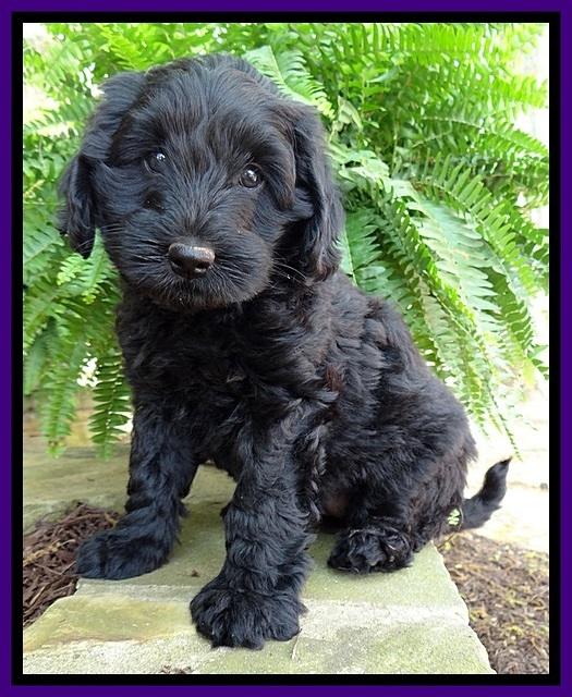 BS pups 7 wks old 321