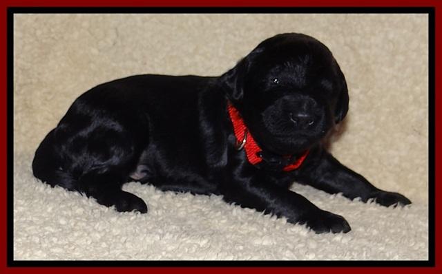 BR  pups 2 wks old 61