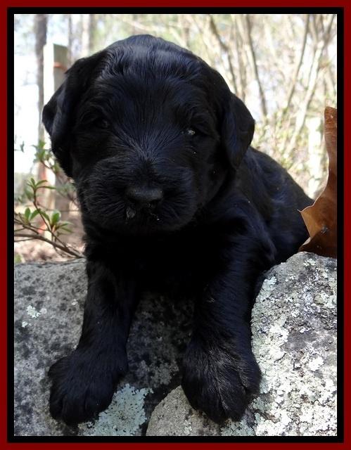 BR pups 3 wks old 81