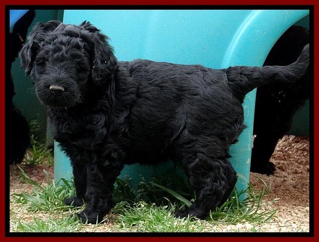 BR pups 5 wks old 170