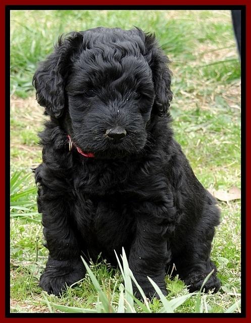 BR pups 5 wks old 180