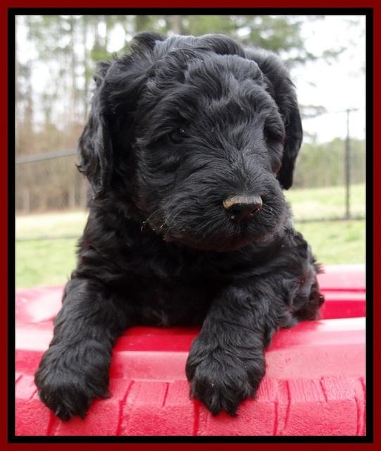 BR pups 5 wks old 190