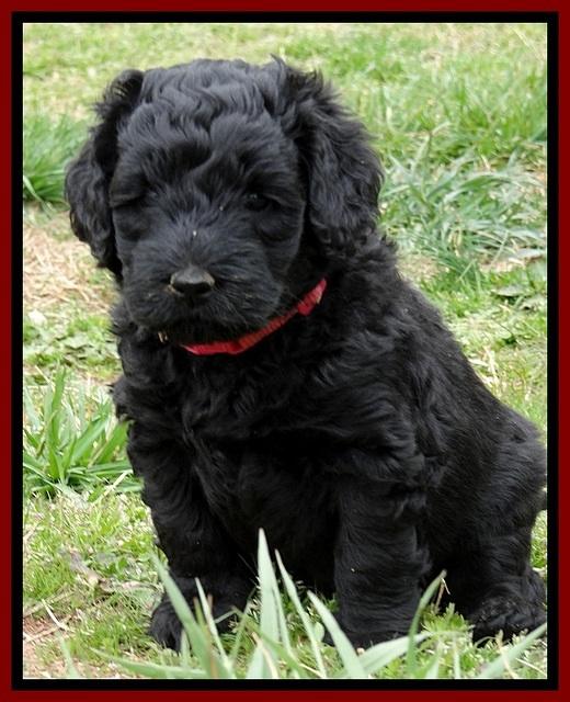 BR pups 5 wks old 200