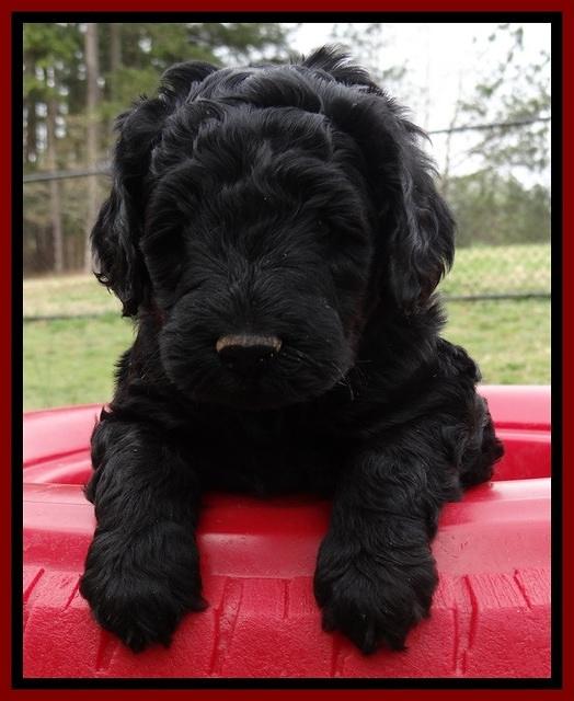 BR pups 5 wks old 210