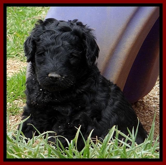 BR pups 5 wks old 220