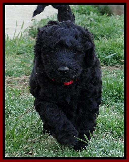 BR pups 6 wks old 80 (2)