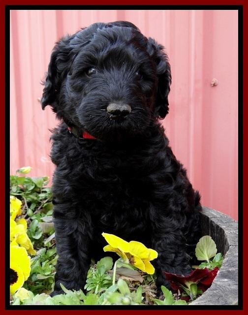 BR pups 6 wks old 860