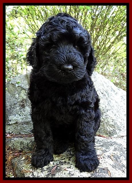 BR pups 8 wks old 20