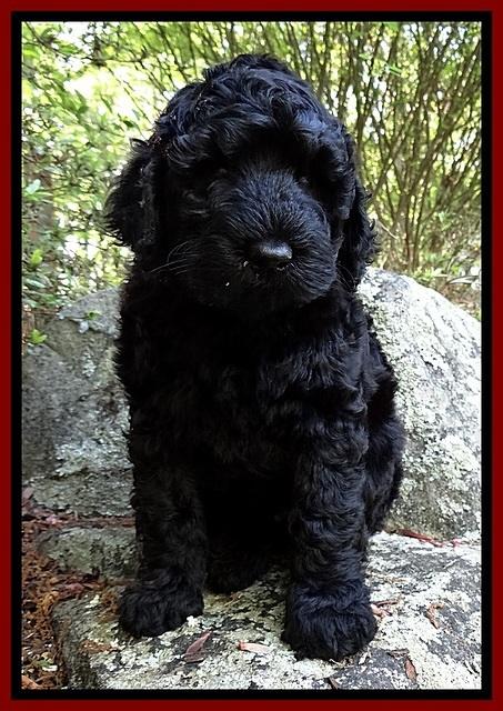 BR pups 8 wks old 30