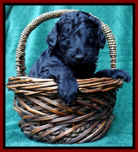 BS 4 pups weeks old 100