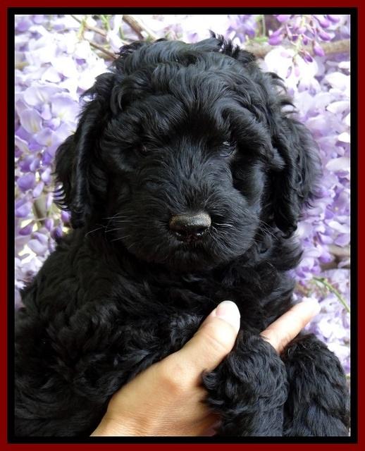 BS pups 7 wks old 61