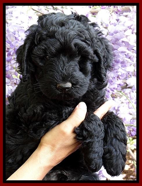 BS pups 7 wks old 71