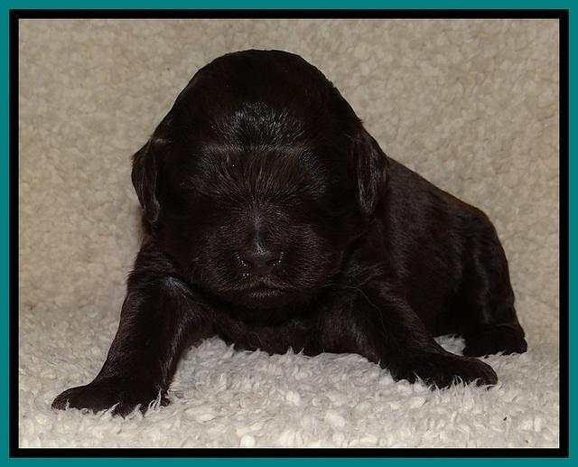 BR  pups 2 wks old 271
