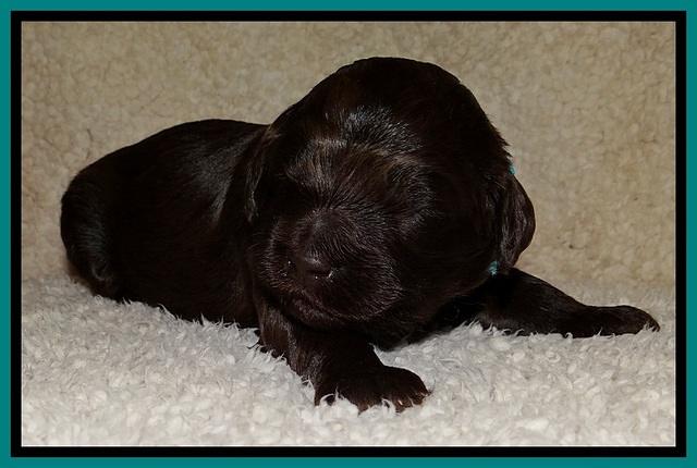 BR  pups 2 wks old 291