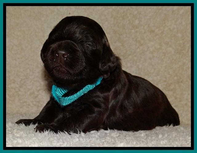 BR  pups 2 wks old 301