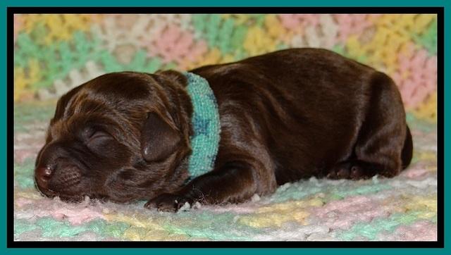 BR pups 1 day old 201