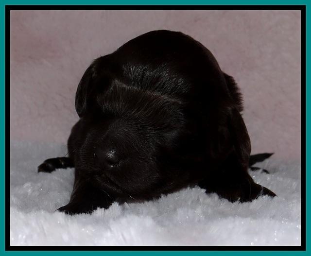 BR pups 1 wk old 101