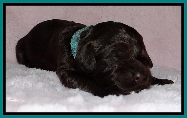BR pups 1 wk old 111