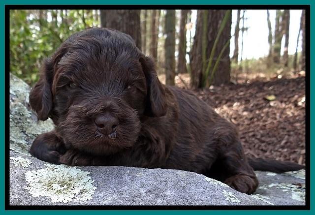 BR pups 3 wks old 281