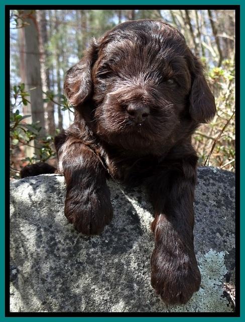 BR pups 3 wks old 321