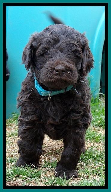 BR pups 5 wks old 440