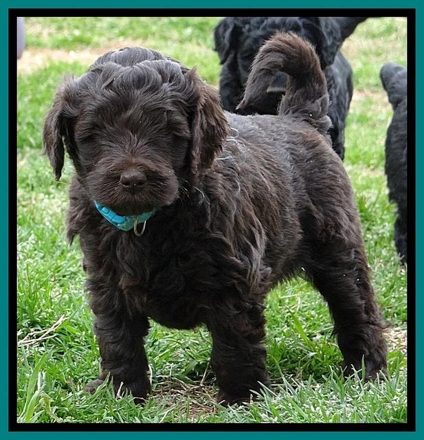 BR pups 5 wks old 450