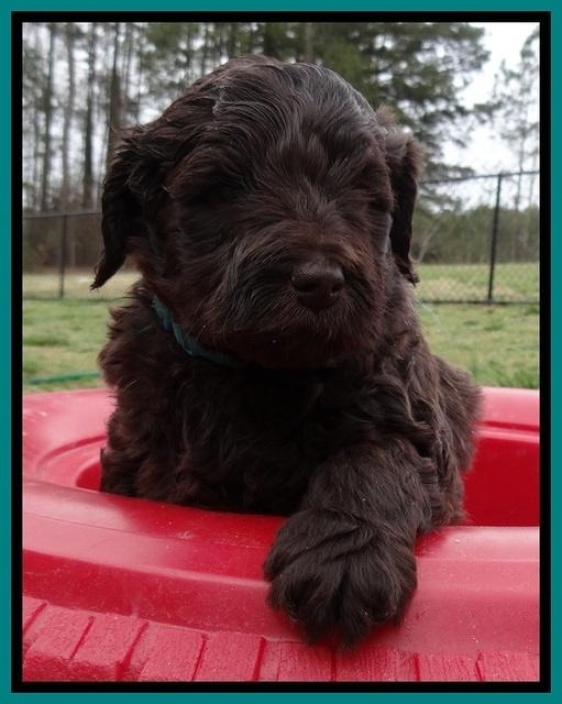 BR pups 5 wks old 480