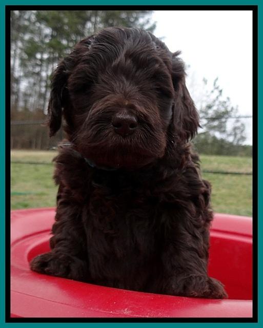 BR pups 5 wks old 500