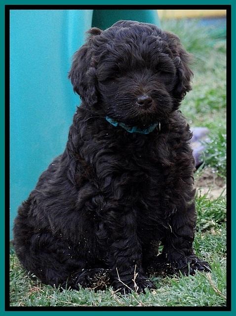 BR pups 6 wks old 180