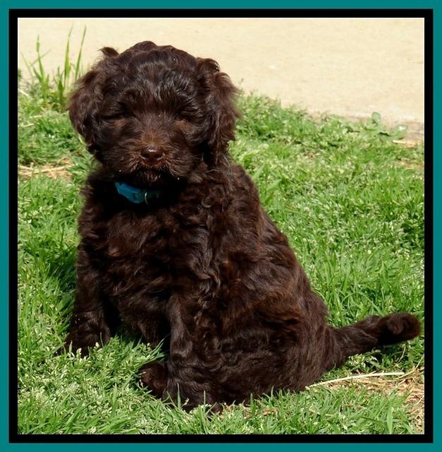 BR pups 6 wks old 560