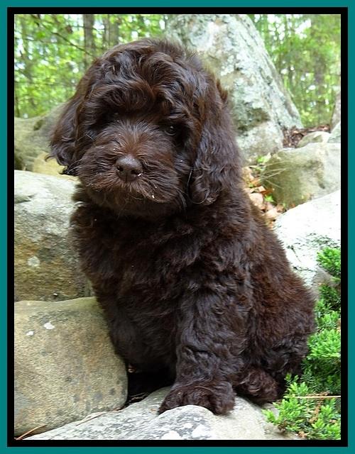 BS  pups 8 wks old 112