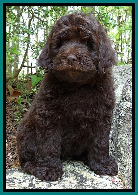 BS  pups 8 wks old 122