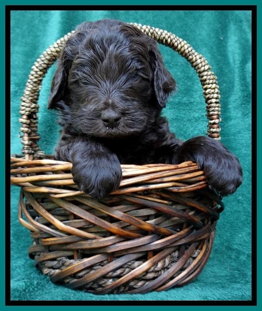 BS 4 pups weeks old 410