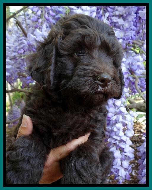 BS pups 7 wks old 341