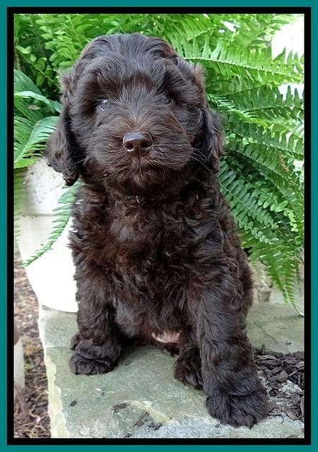 BS pups 7 wks old 361