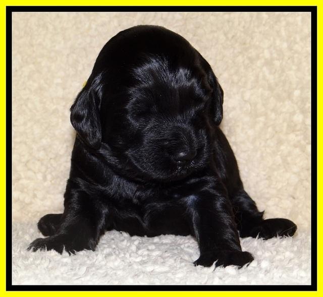 BR  pups 2 wks old 161