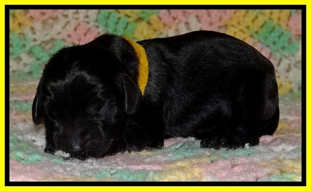 BR pups 1 day old 91
