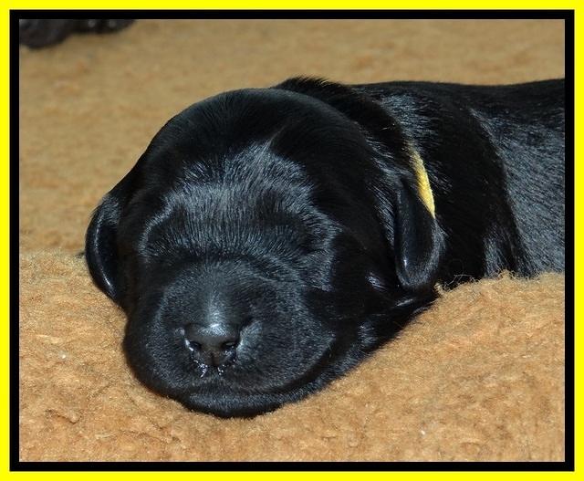 BR pups 1 wk old 2120