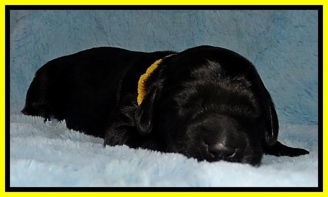 BR pups 1 wk old 71